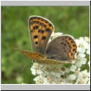 Lycaena tityrus -  Brauner Feuerfalter bourtange-nl 05.jpg